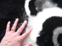 Walk On Me Faux Fur Super Soft Kids Panda Bear Rug Tufted With Non-slip Backing Area Rug 11 Walk On Me Faux Fur Super Soft Kids Panda Bear Rug Tufted With Non-slip Backing Area Rug -Northlight Store GUEST 7559b273 9258 4170 8aea 9f3a2c03ffb7