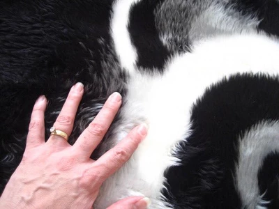 Walk On Me Faux Fur Super Soft Kids Panda Bear Rug Tufted With Non-slip Backing Area Rug 5 Walk On Me Faux Fur Super Soft Kids Panda Bear Rug Tufted With Non-slip Backing Area Rug - Image 3