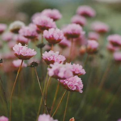 Hello Twiggs Flowers Shower Curtain Green - Deny Designs 4 Hello Twiggs Flowers Shower Curtain Green - Deny Designs - Image 2