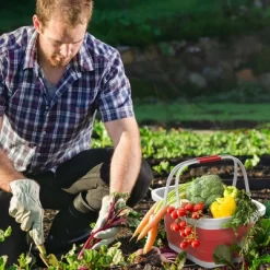 Hastings Home Collapsible Space-Saving Pop Up Handbasket And Storage Bin - Red -Northlight Store GUEST e9e9f5b7 7371 4e74 ada2 c4f0511789ca